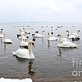 60 Swans a Swimming