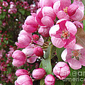 Blooming Cherry
