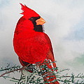 Cardinal