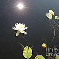 Water Lily