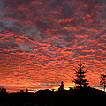 Sailor's Delight