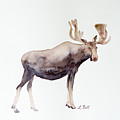 Canada Moose